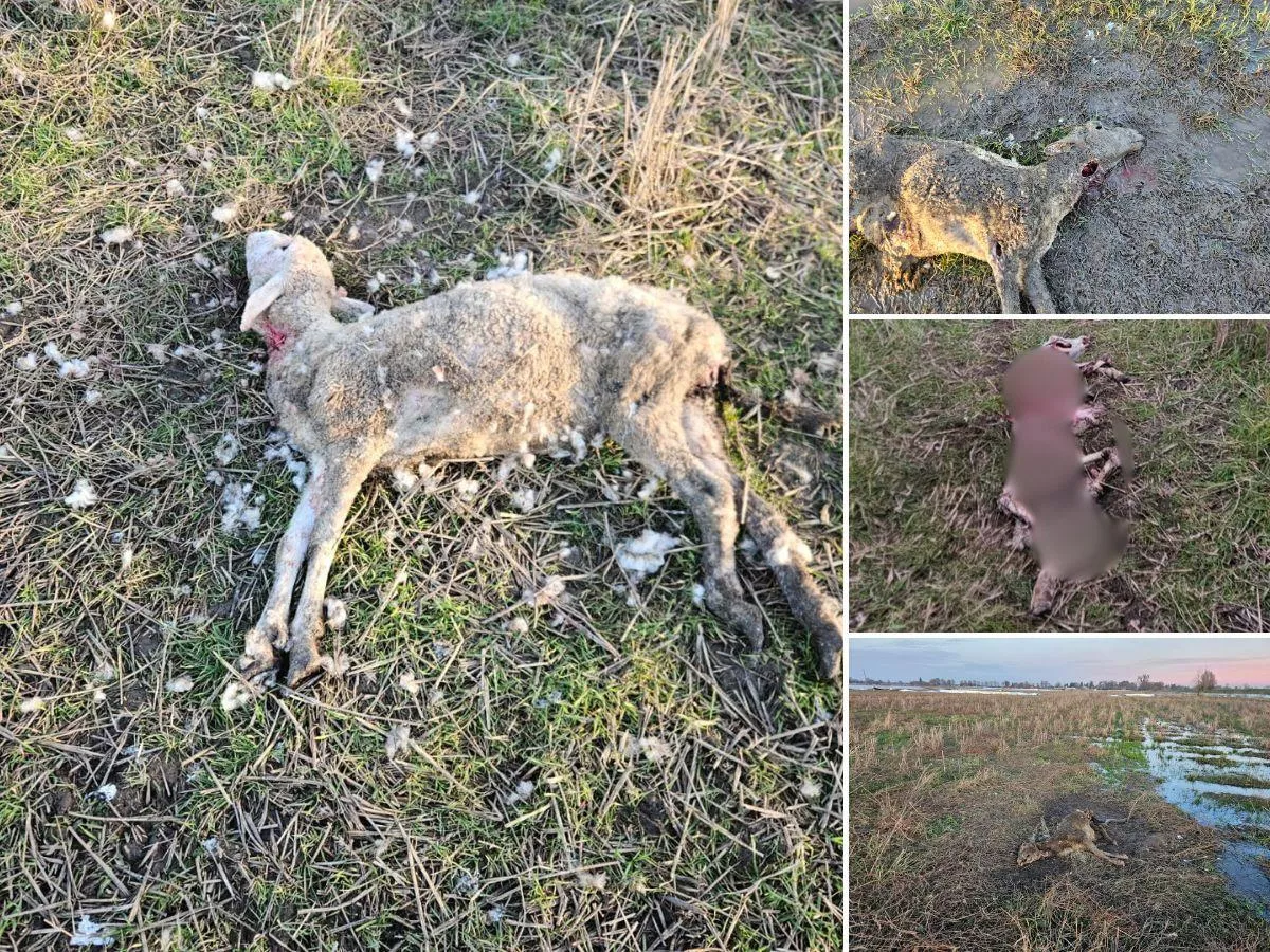 Stracił 60 zwierząt, zapłacili za 10. „Zabrakło mi stada”