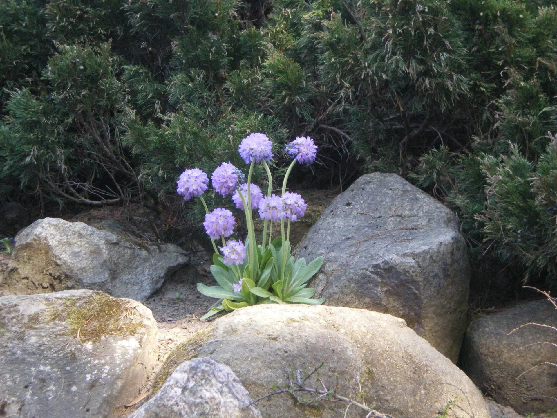 Wiosna ruszyła z impetem. Te kwiaty pojawiają się jako pierwsze