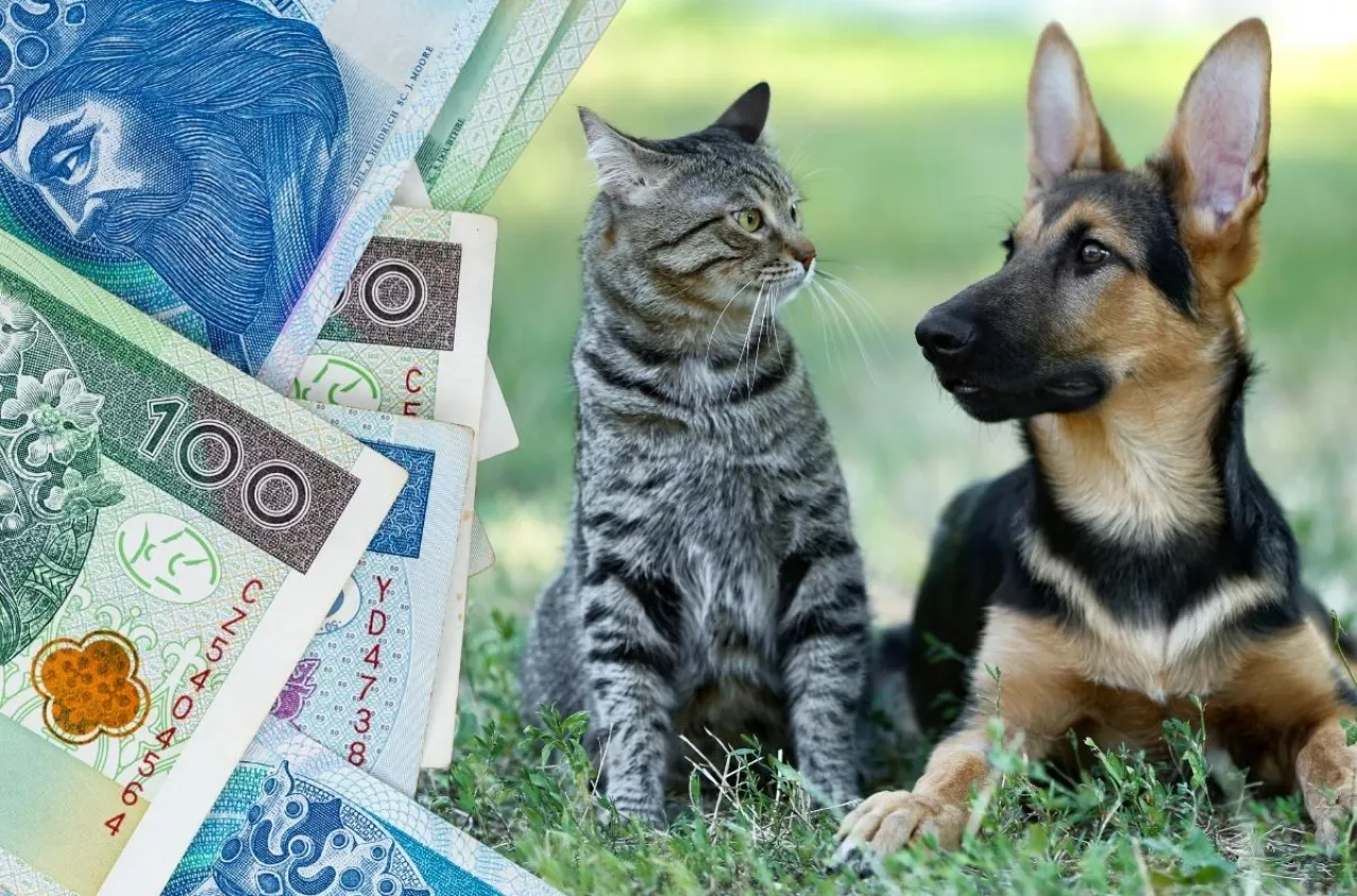 Rejestr psów i kotów wchodzi do gry. ARiMR ujawnia, co się zmieni