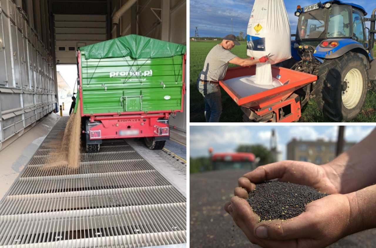 Zboża drożeją, brakuje saletry. Co z bydłem i świniami? Raport 20.03.2026