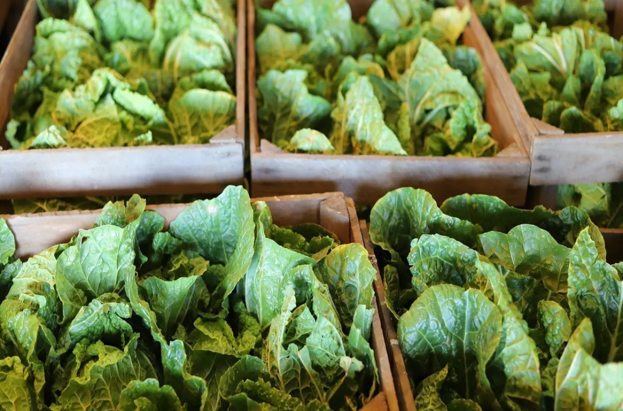 Kapusta z Ukrainy po 2 zł w Polsce. „Biorą tylko desperaci”