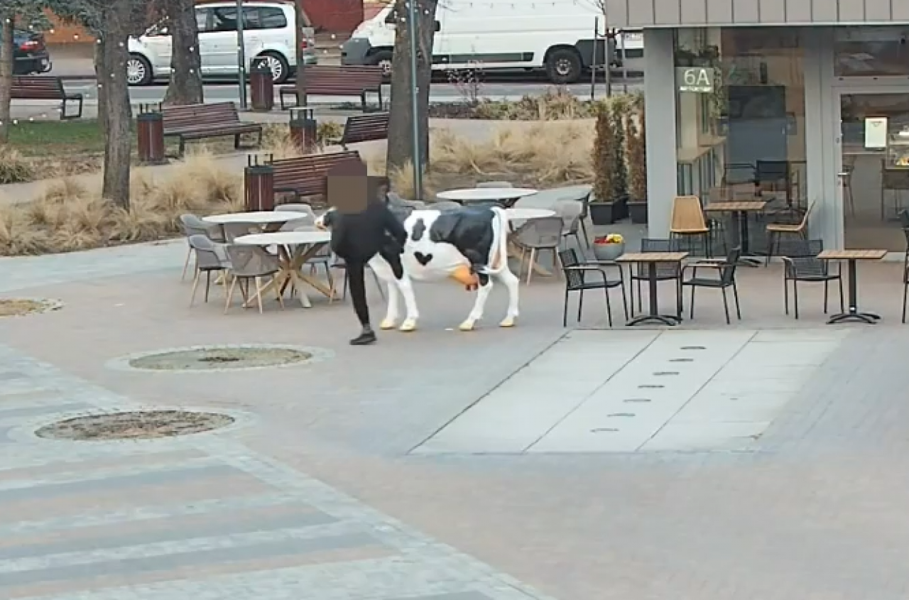 29-latek skopał krowę. Jaka kara mu grozi?