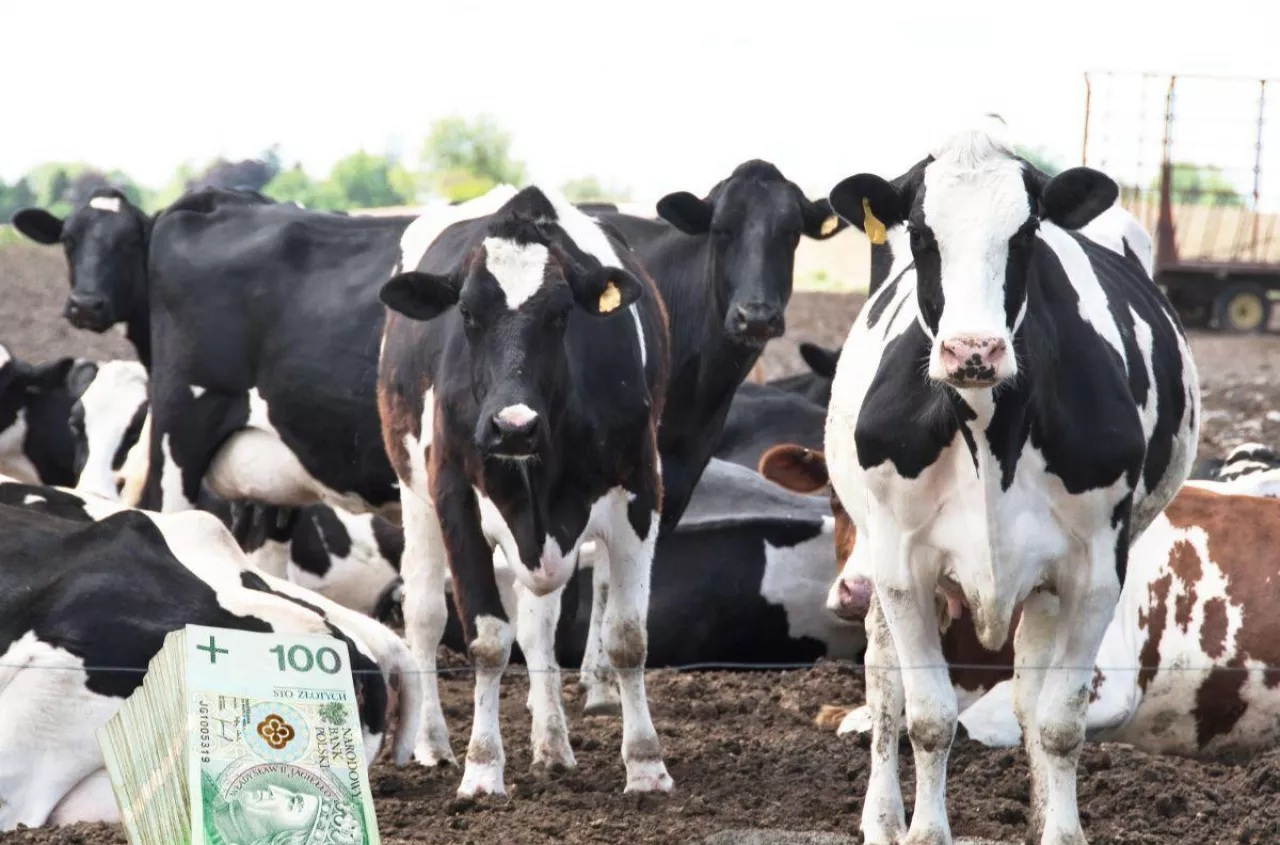 Rynek mleczarski urośnie o 50%? Takich liczb dawno nie było