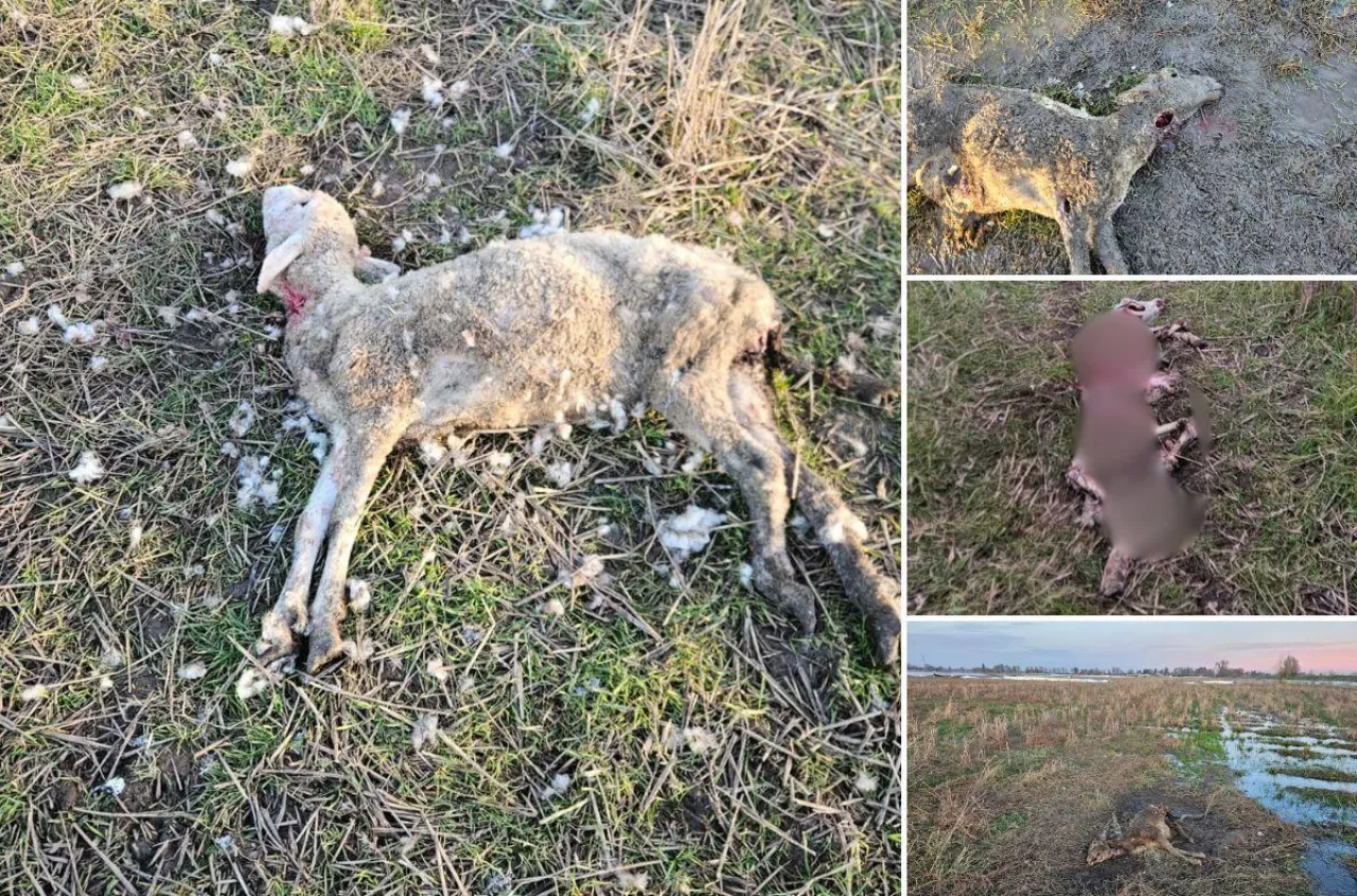 Stracił 60 zwierząt, zapłacili za 10. „Zabrakło mi stada”