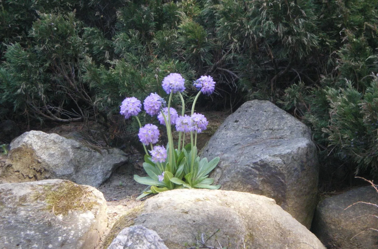 Wiosna ruszyła z impetem. Te kwiaty pojawiają się jako pierwsze