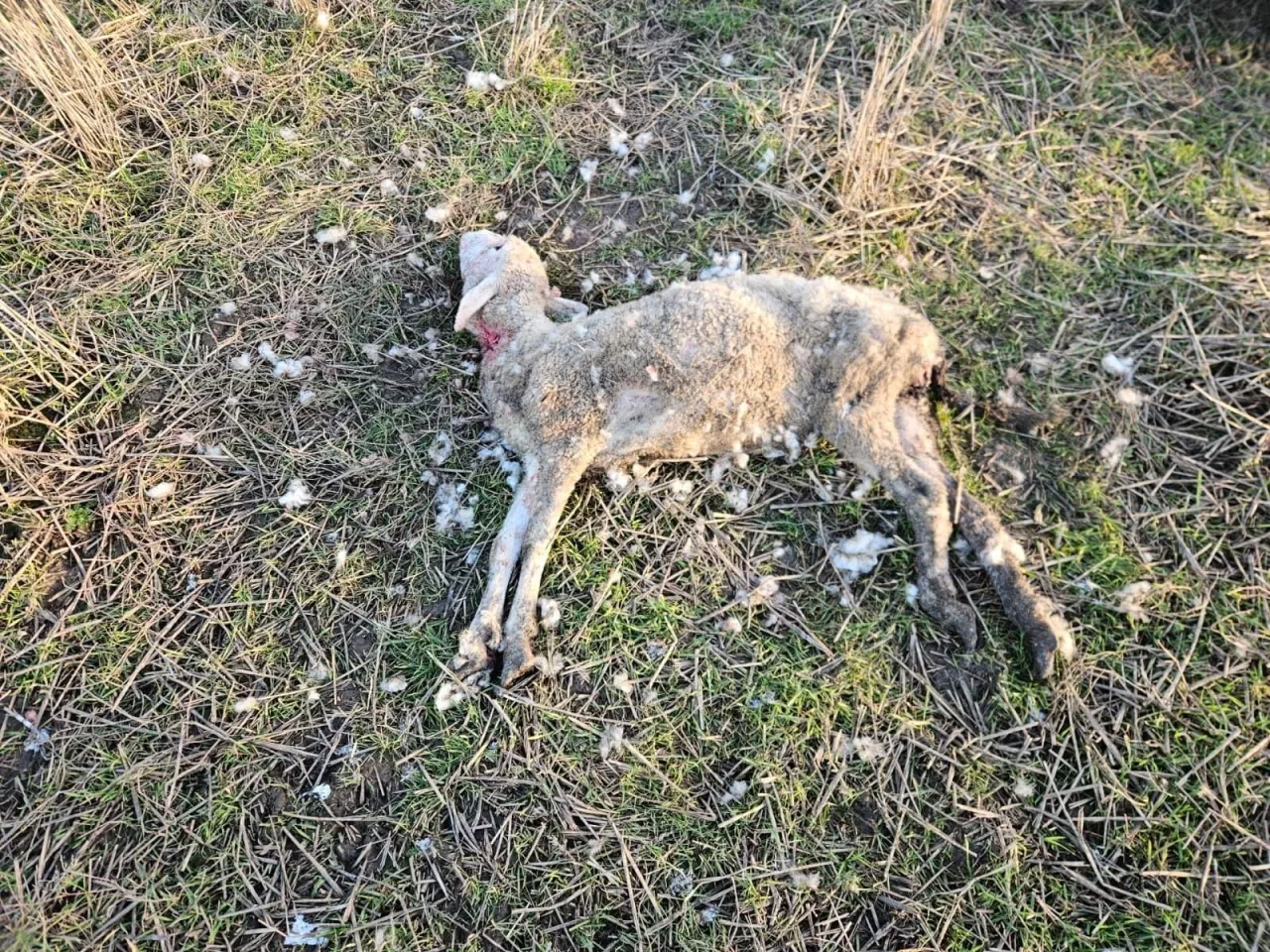 Ataki wilków na owce 