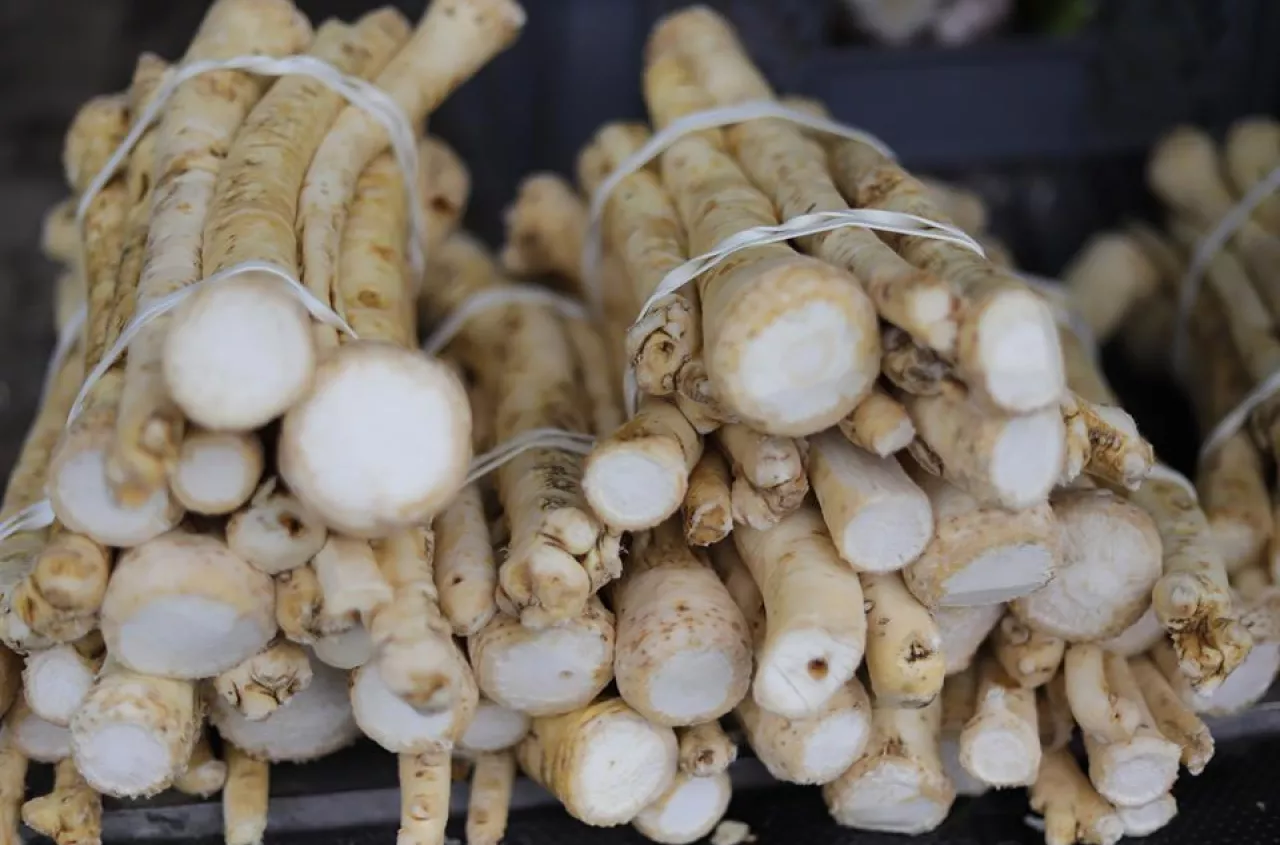 Jak uprawiać chrzan? Sprawdź, ile można na nim zarobić