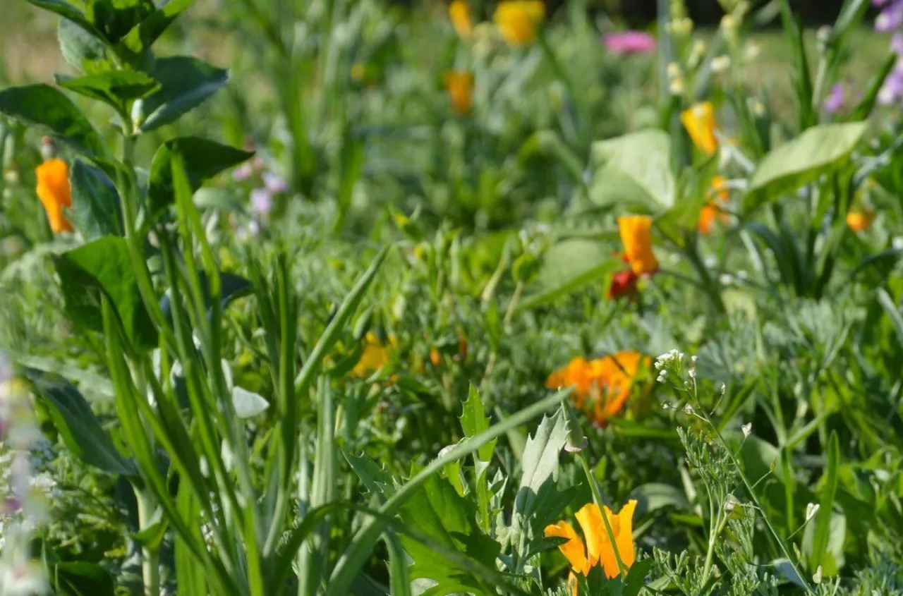 Tyle dziś kosztuje hektar łąki. W jednym regionie ceny zwalają z nóg