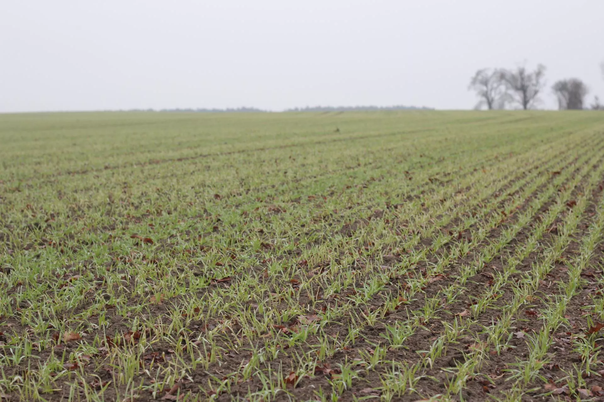 Jęczmień żółknie po zimie? Sprawdź, co zrobić, żeby nie stracić plonu
