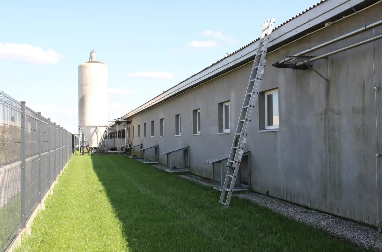 Bałagan przy chlewni? To prosta droga do ASF