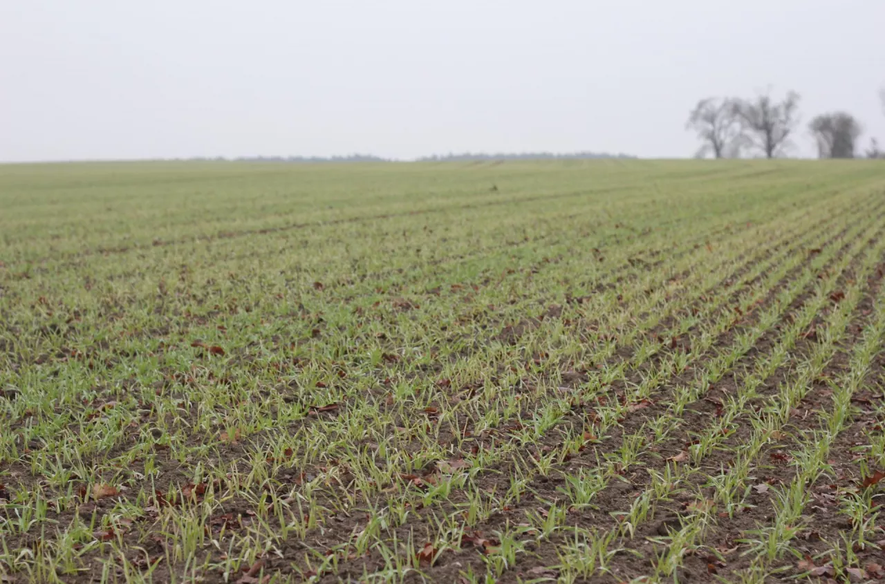 Jęczmień żółknie po zimie? Sprawdź, co zrobić, żeby nie stracić plonu