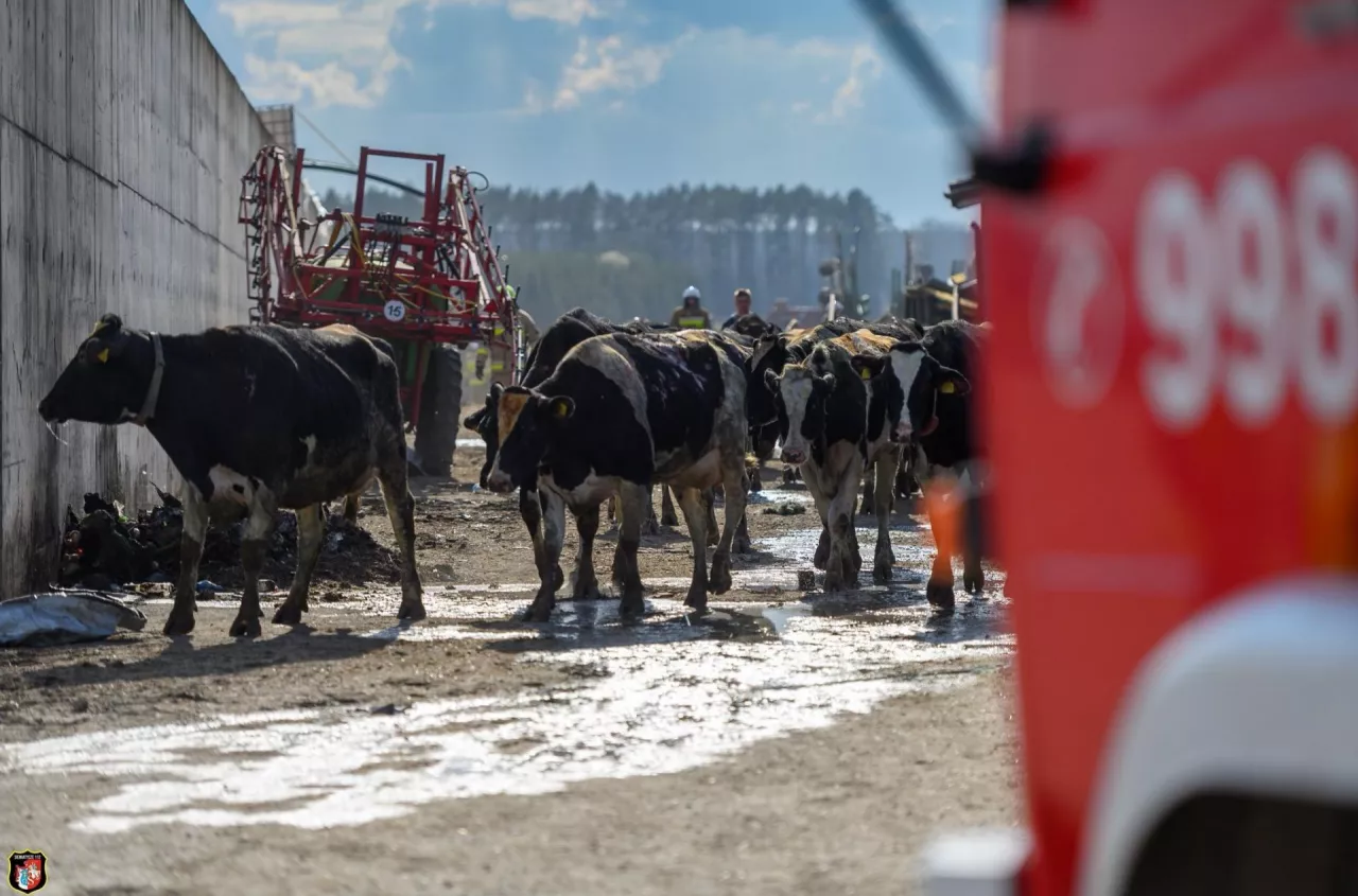 Ogień w kilka minut strawił oborę. W środku ponad 300 krów i cieląt