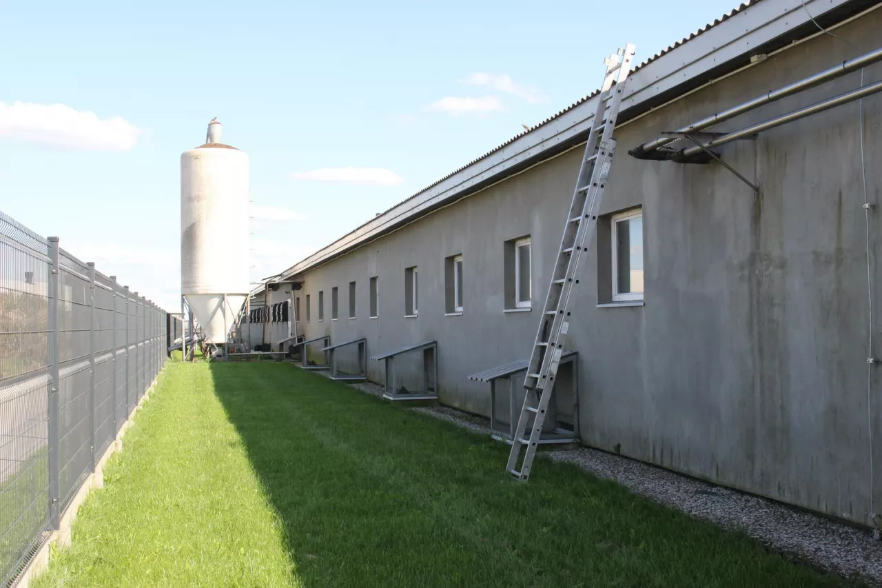 chlewnia z zewnątrz bioasekuracja kamyki ocht=rona przed gryzoniami