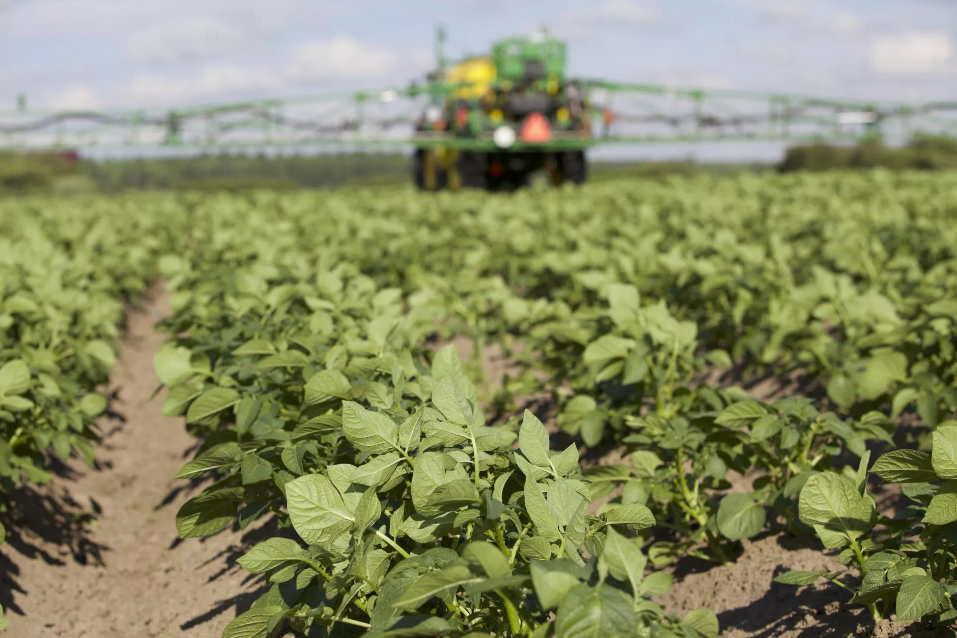 Zakaz metrybuzyny uderza w rolników. Jak teraz chronić ziemniaki i soję?