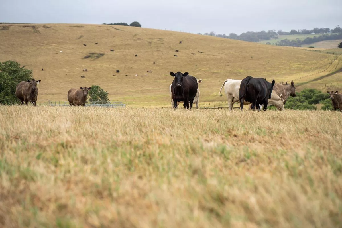 Umowa UE–Australia blisko podpisu. Co to oznacza dla rolników?