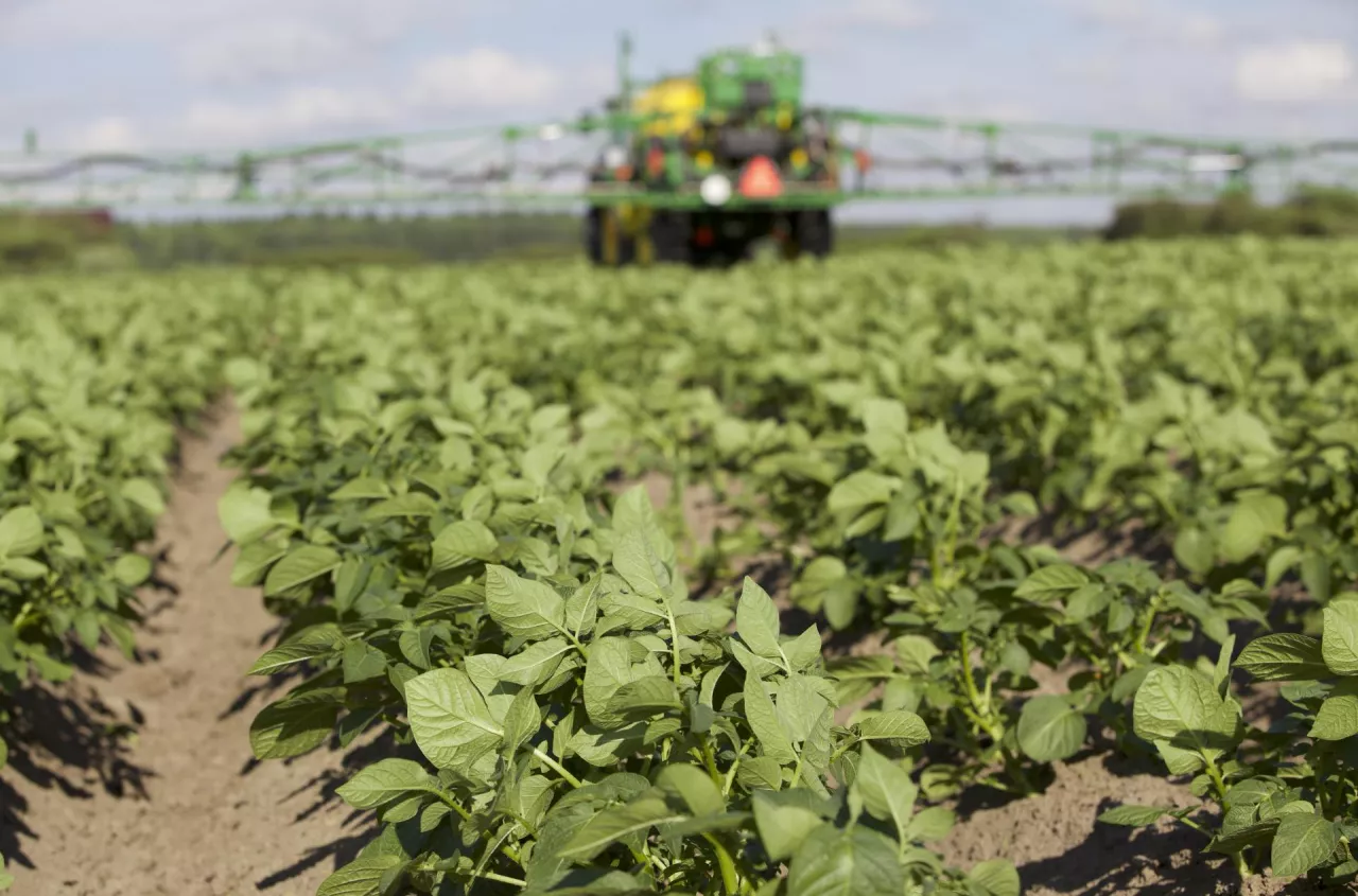 Zakaz metrybuzyny uderza w rolników. Jak teraz chronić ziemniaki i soję?