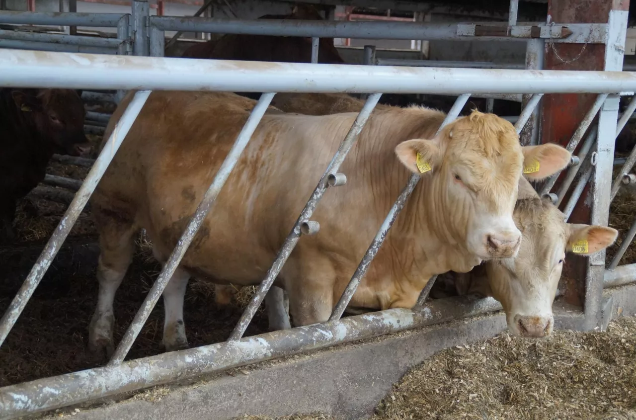 Ile dziś za byka i krowę? Ceny bydła przed Świętami [SONDA]