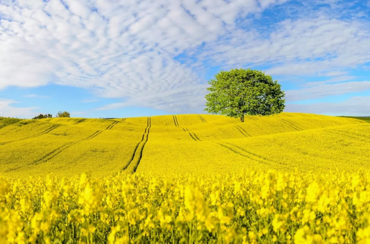 Jeden insektycyd i szerokie spektrum działania - LEPTOSAR® 200 SL