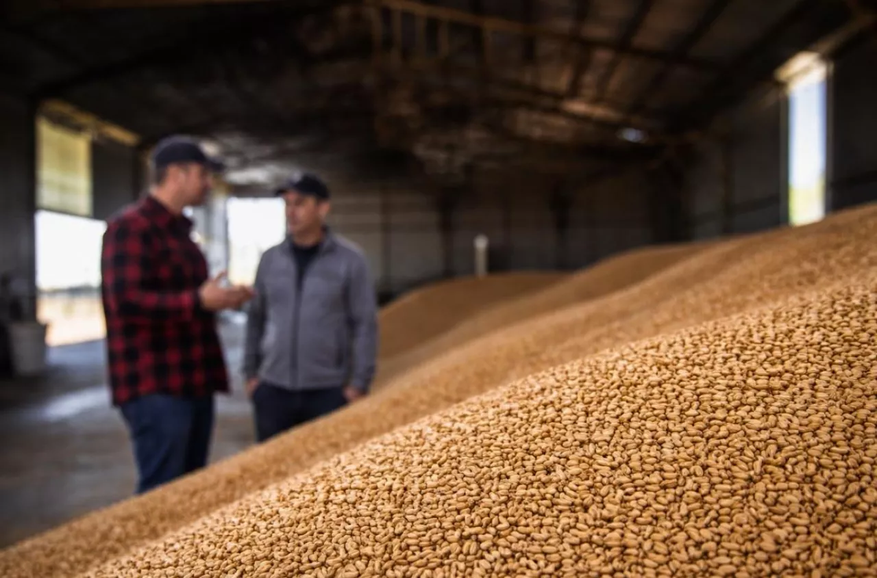 Pszenica po 740 zł/t, rolnik na minusie. „Człowiek jeszcze dokłada”