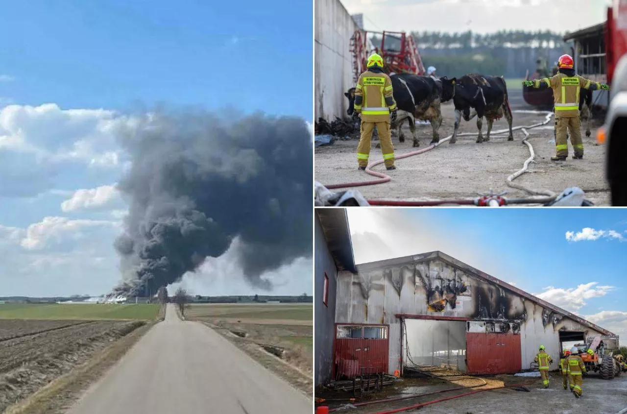 „W jednej chwili zawalił się nasz świat”. Z 220 krów zostało tylko 80