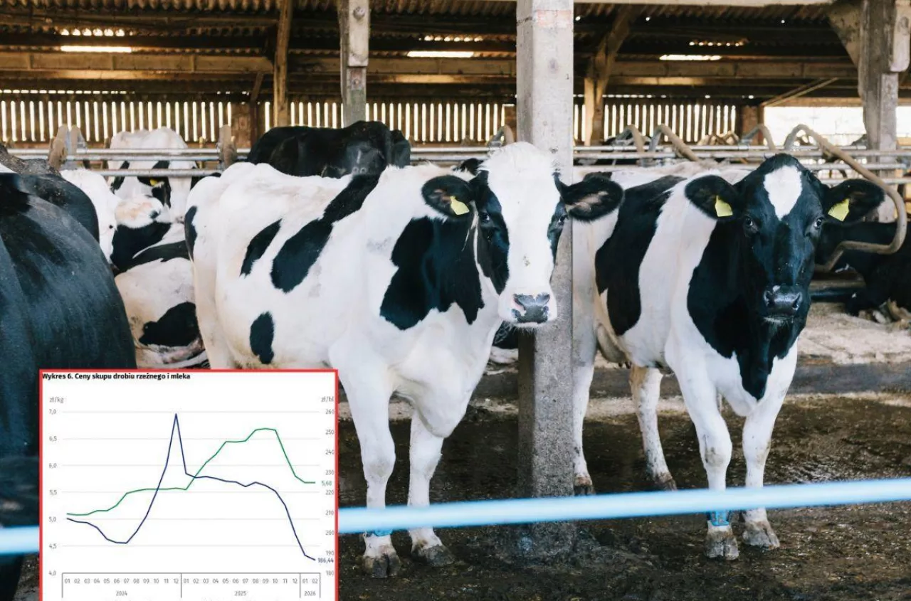 Ceny mleka spadają. Ile płacą mleczarnie? [DANE GUS]