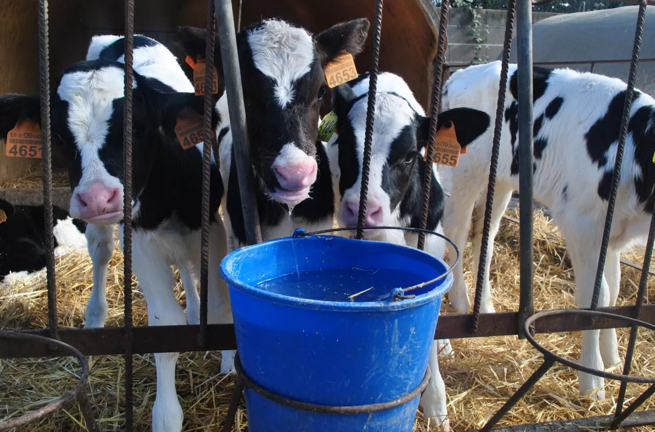 Więcej mleka dla cieląt to inwestycja. Efekt widać w pierwszej laktacji