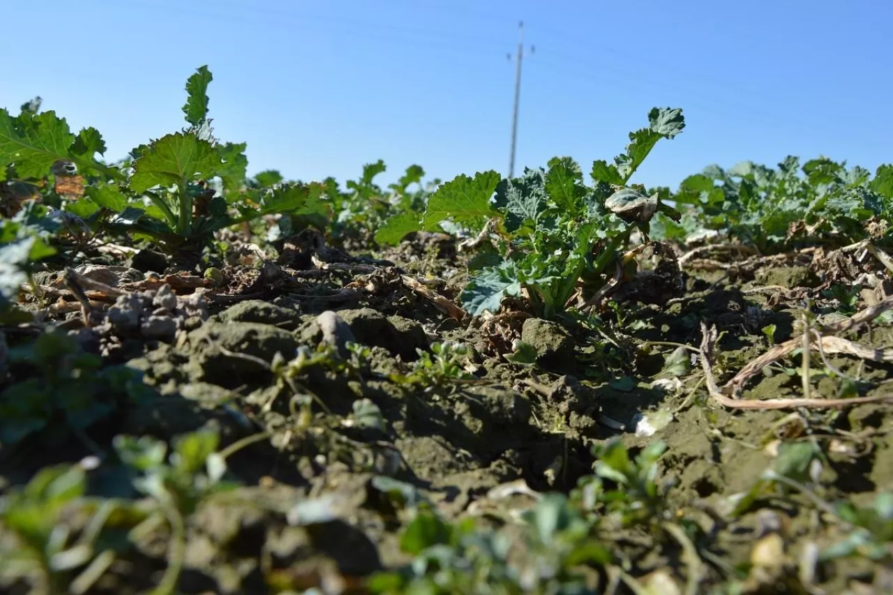 Pierwsza i druga dawka azotu w rzepak