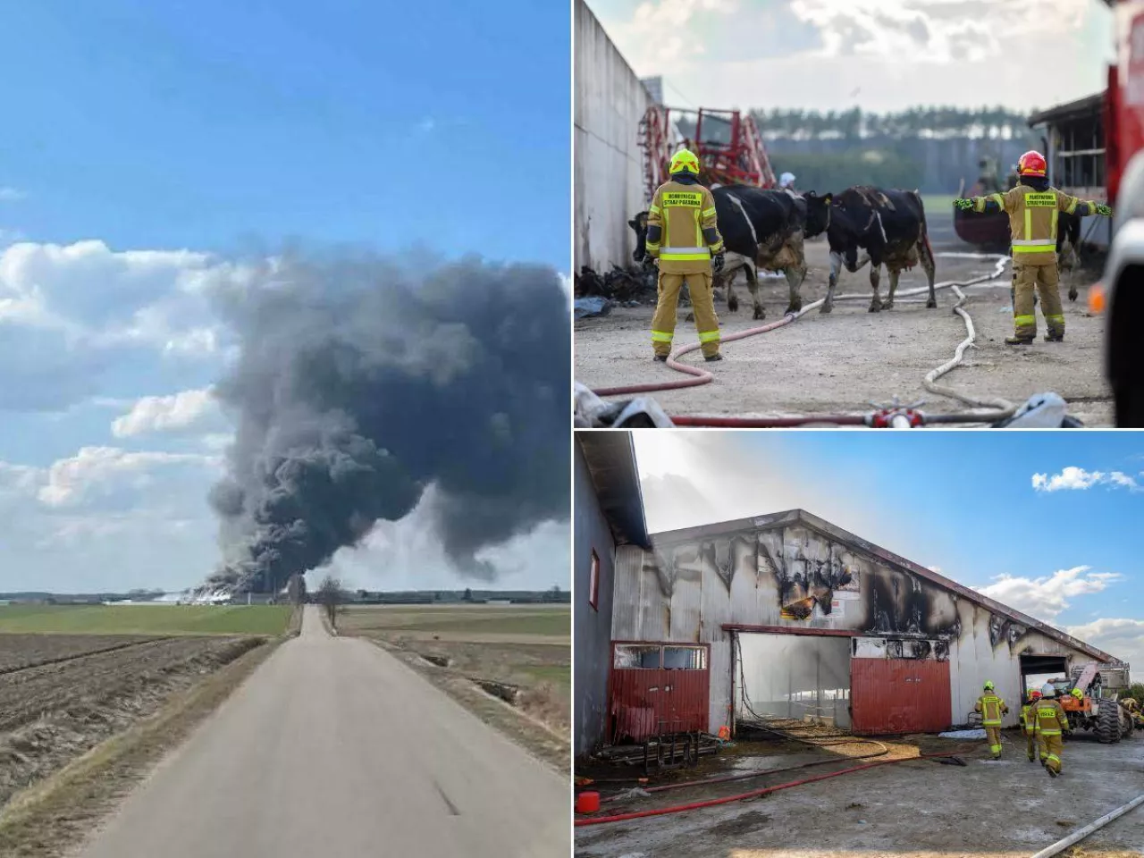 Zrzutka dla rolników, którzy w pożarze stracili oborę i bydło