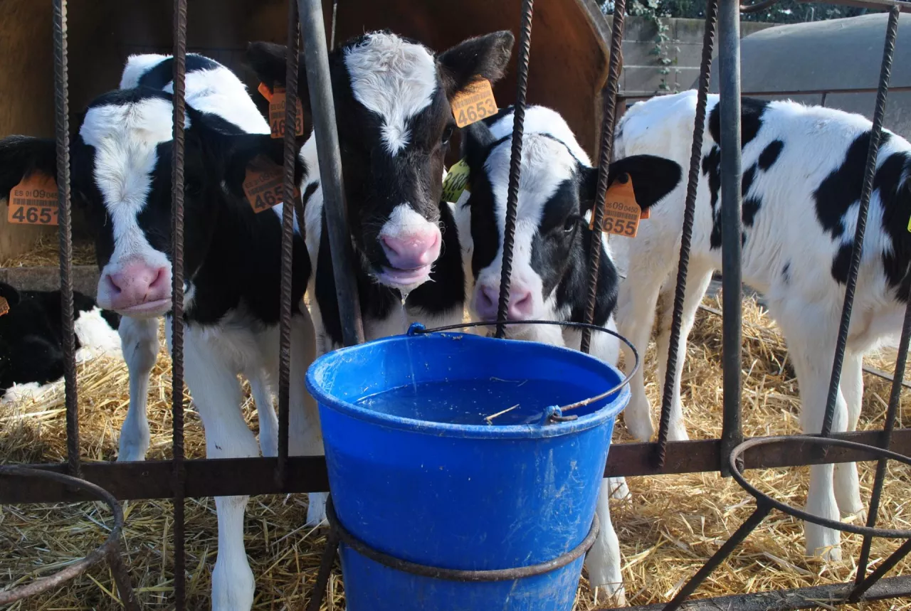 Dobre wyniki odchowu cieląt zaczynają się od prostych zasad: odpowiednio wysokiej dawki mleka, właściwie przygotowanego preparatu mlekozastępczego lub pasteryzowanego mleka, wczesnego podawania startera, stałego dostępu do świeżej wody oraz dobrze zaplanowanego, stopniowego odsadzenia.