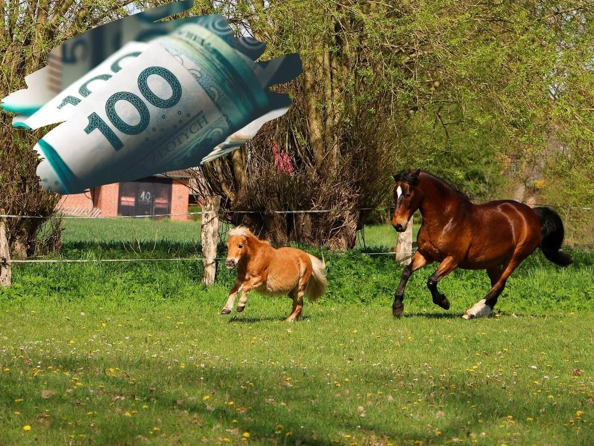 Dopłaty do koni 2026. Sprawdź, ile możesz dostać