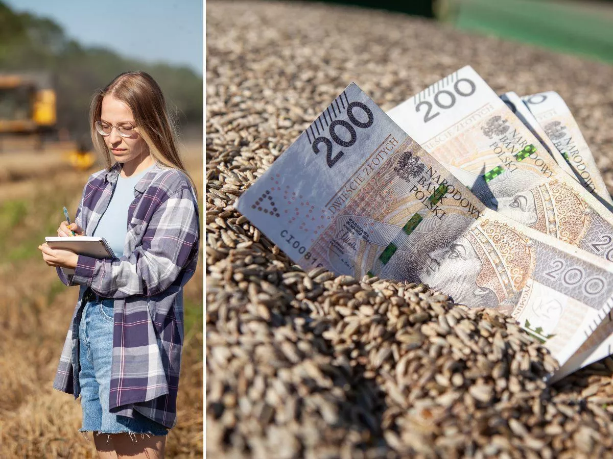 Rolnik w plecy choćby 3800 zł/ha. Kukurydza i zboża na minusie