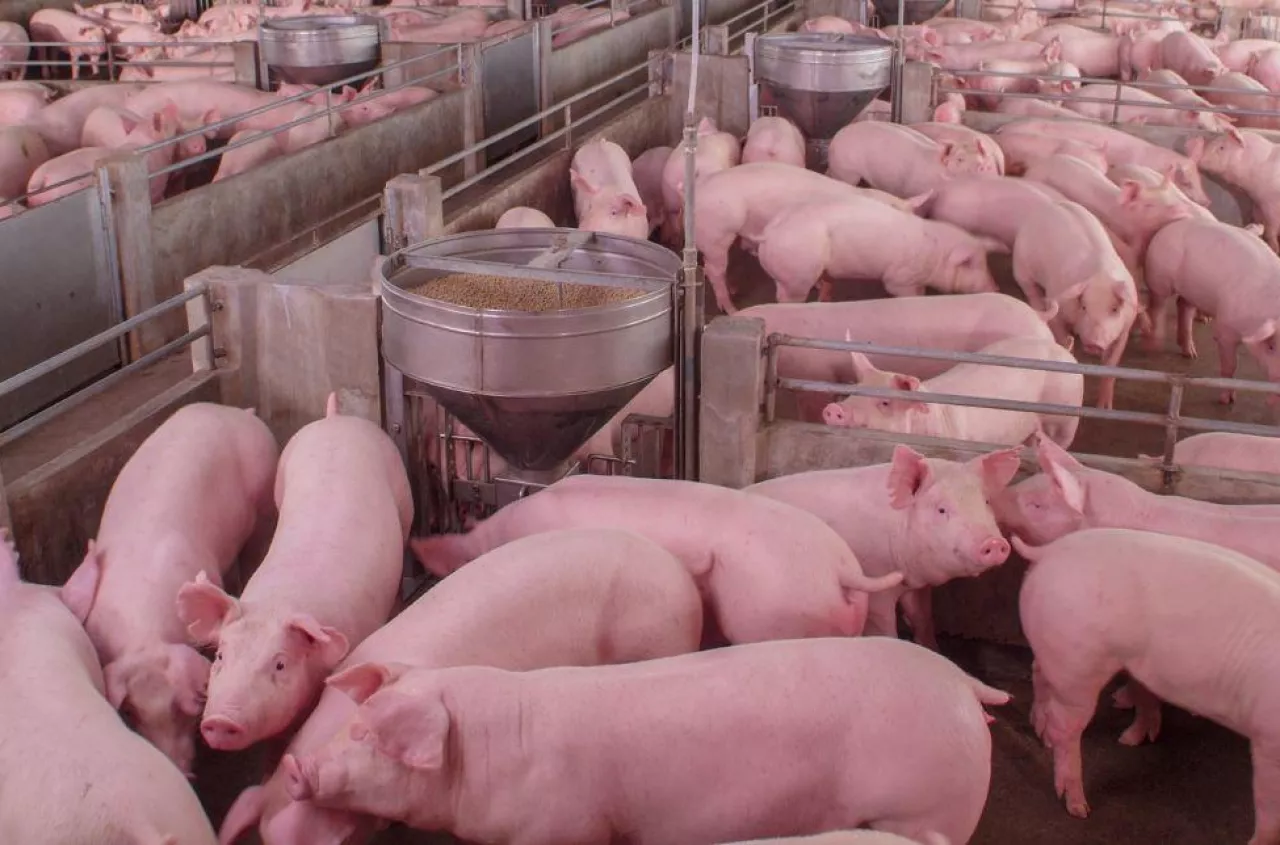 Ceny świń w górę choćby o 70 gr. Sprawdź, ile dziś płacą za tuczniki [SONDA]