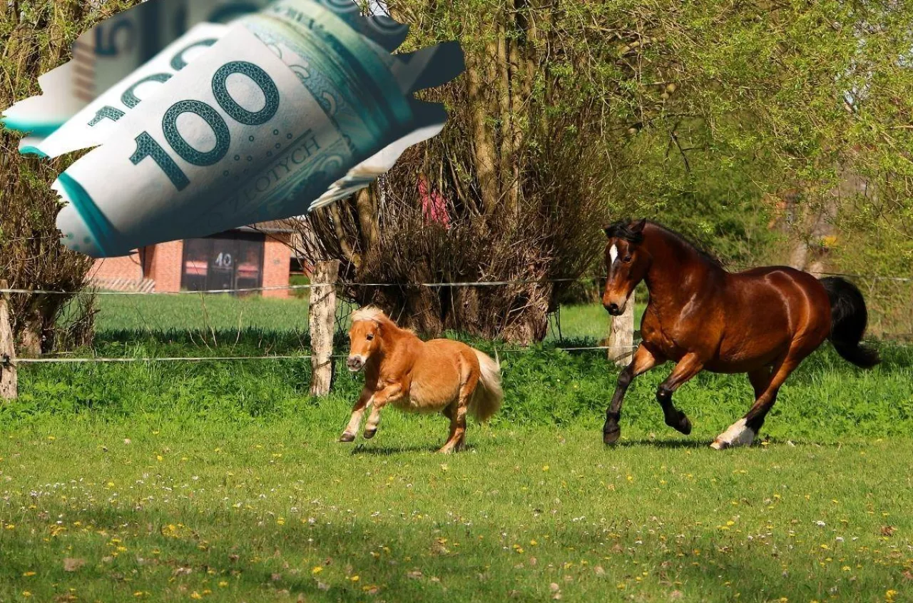 Dopłaty do koni 2026. Sprawdź, ile możesz dostać