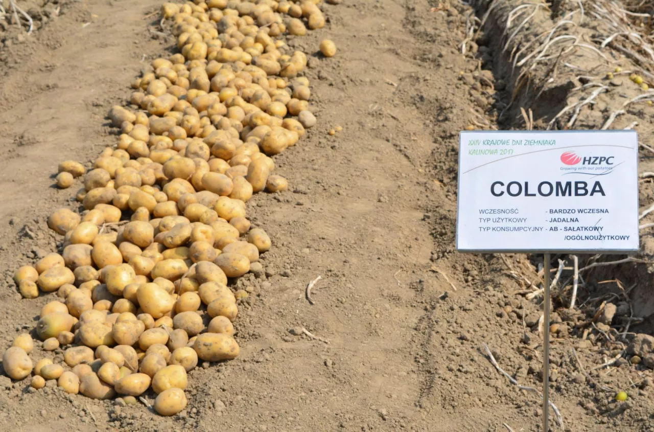 Ziemniaki bardzo wczesne: Lista Odmian Zalecanych. Które wybrać?