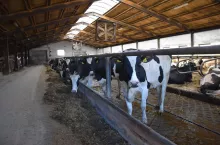 Za usuwanie obornika odpowiada zgarniacz linowy