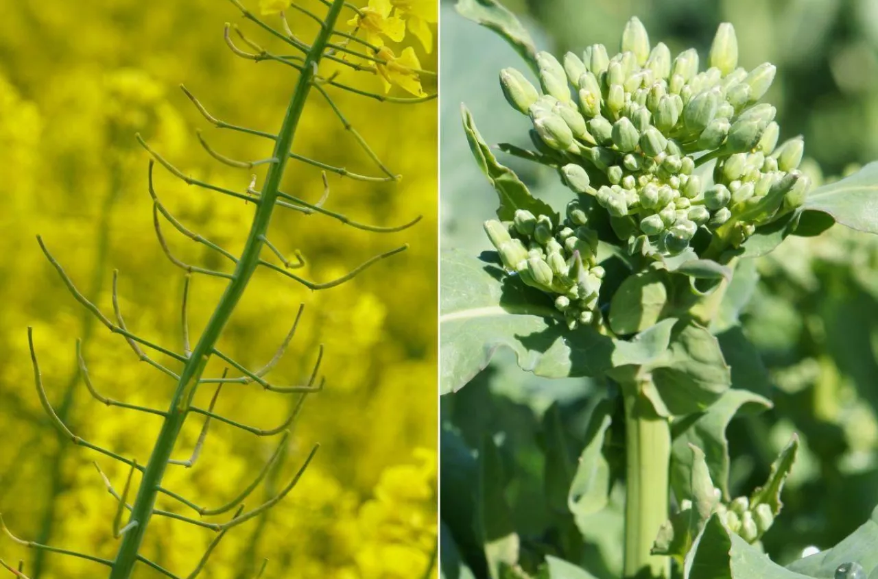Rzepak bez dokarmiania nie plonuje. najważniejsze zabiegi na wiosnę