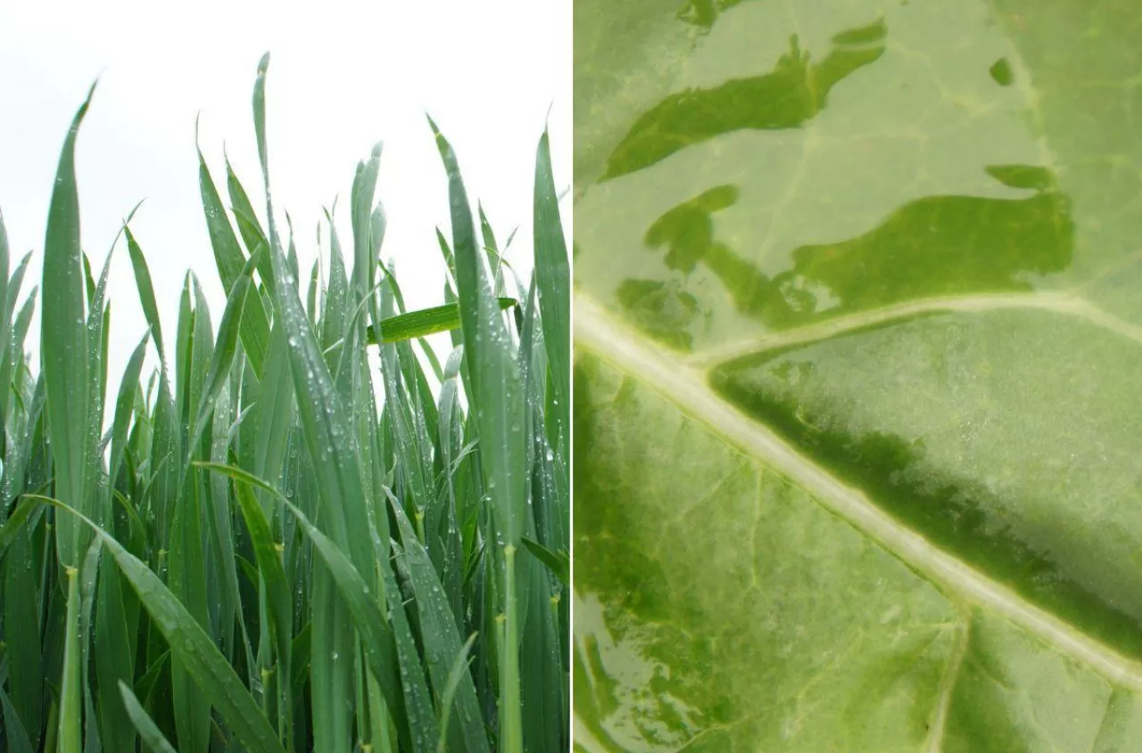 Pryskasz, ale czy to działa? Tak roślina pobiera nawóz przez liście