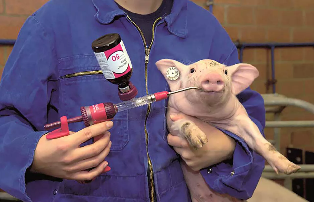 szczepienie doustne świń