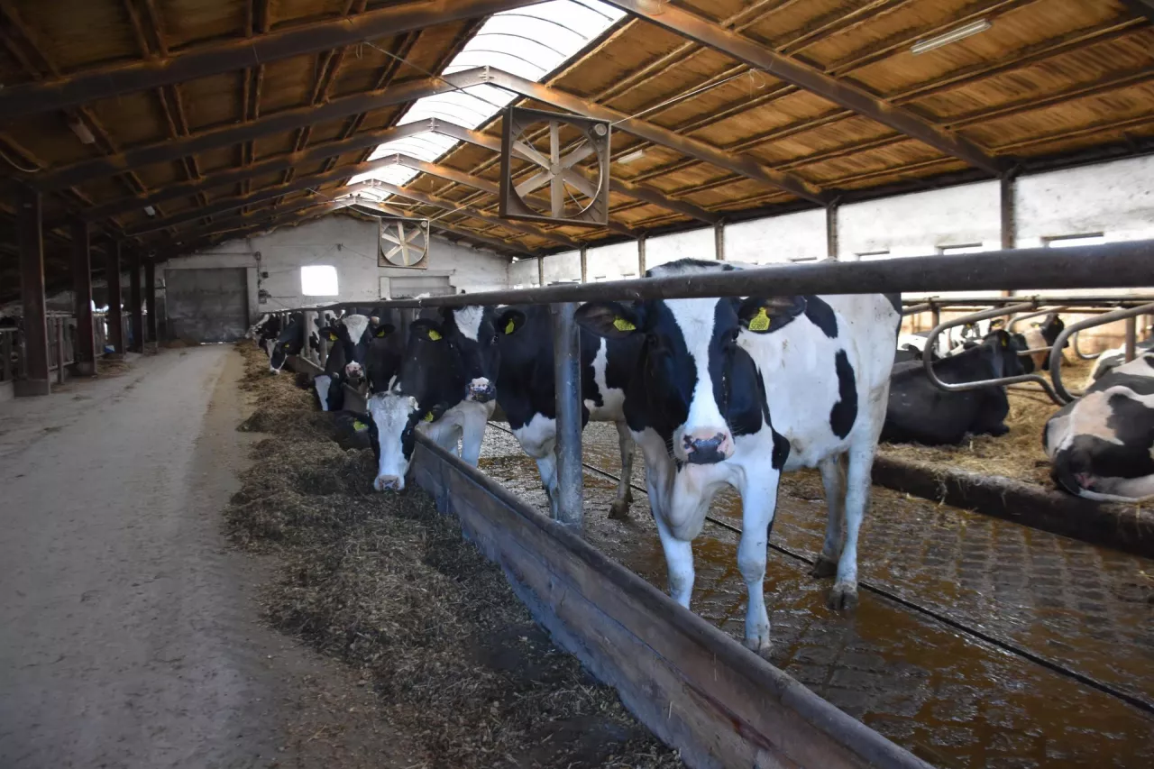 Za usuwanie obornika odpowiada zgarniacz linowy