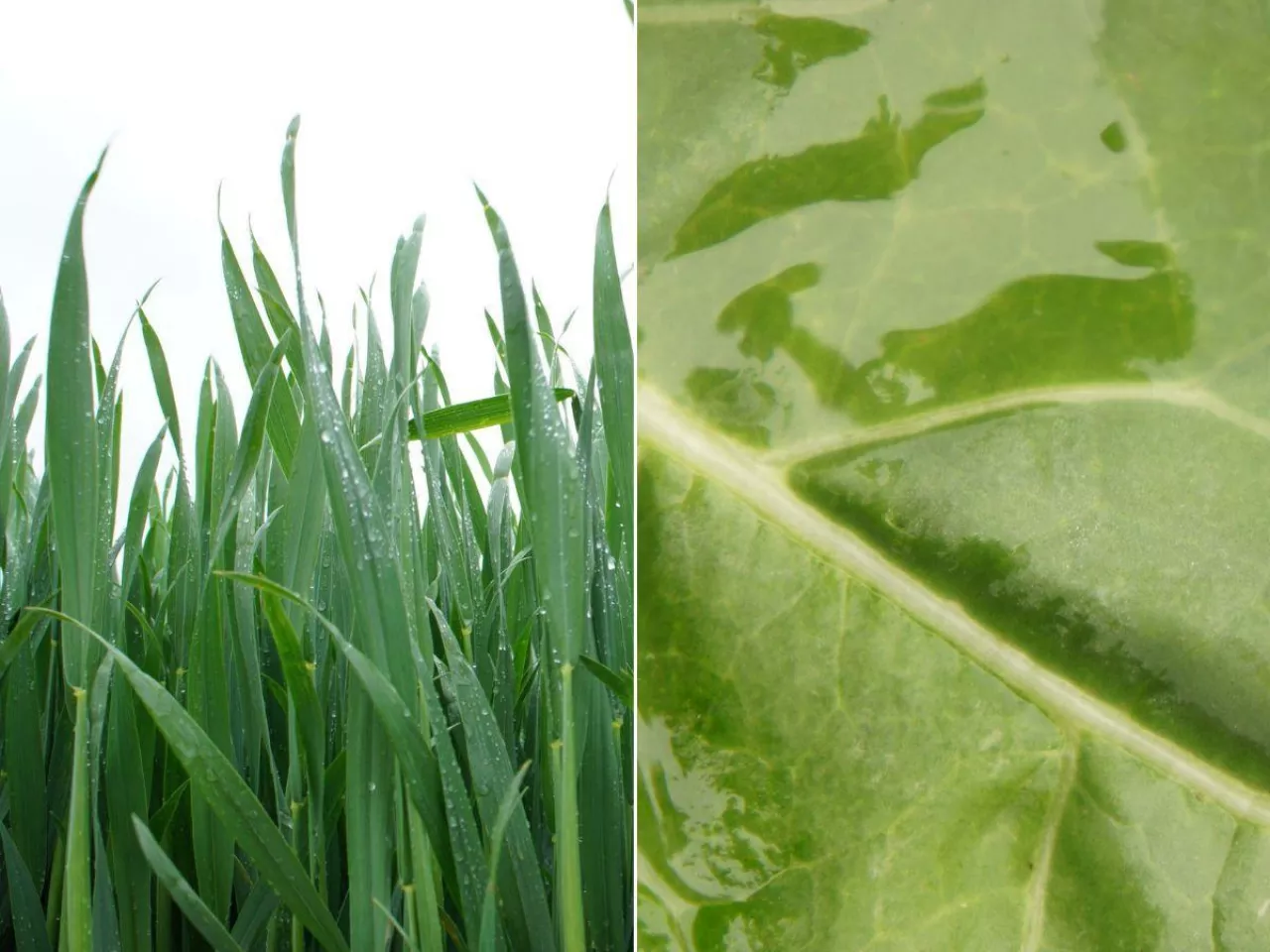 Pryskasz, ale czy to działa? Tak roślina pobiera nawóz przez liście