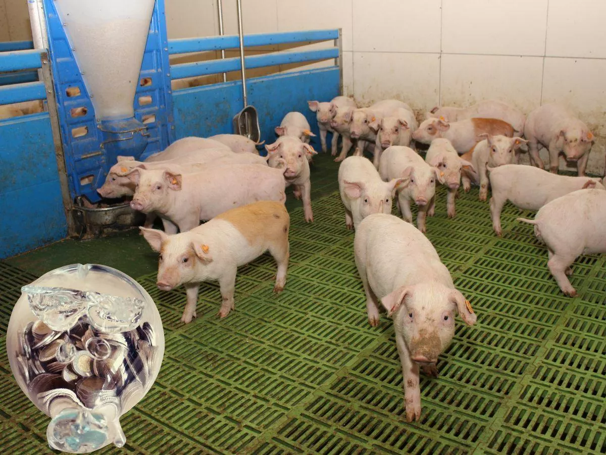 Jakie są ceny prosiąt pod koniec marca 2026?