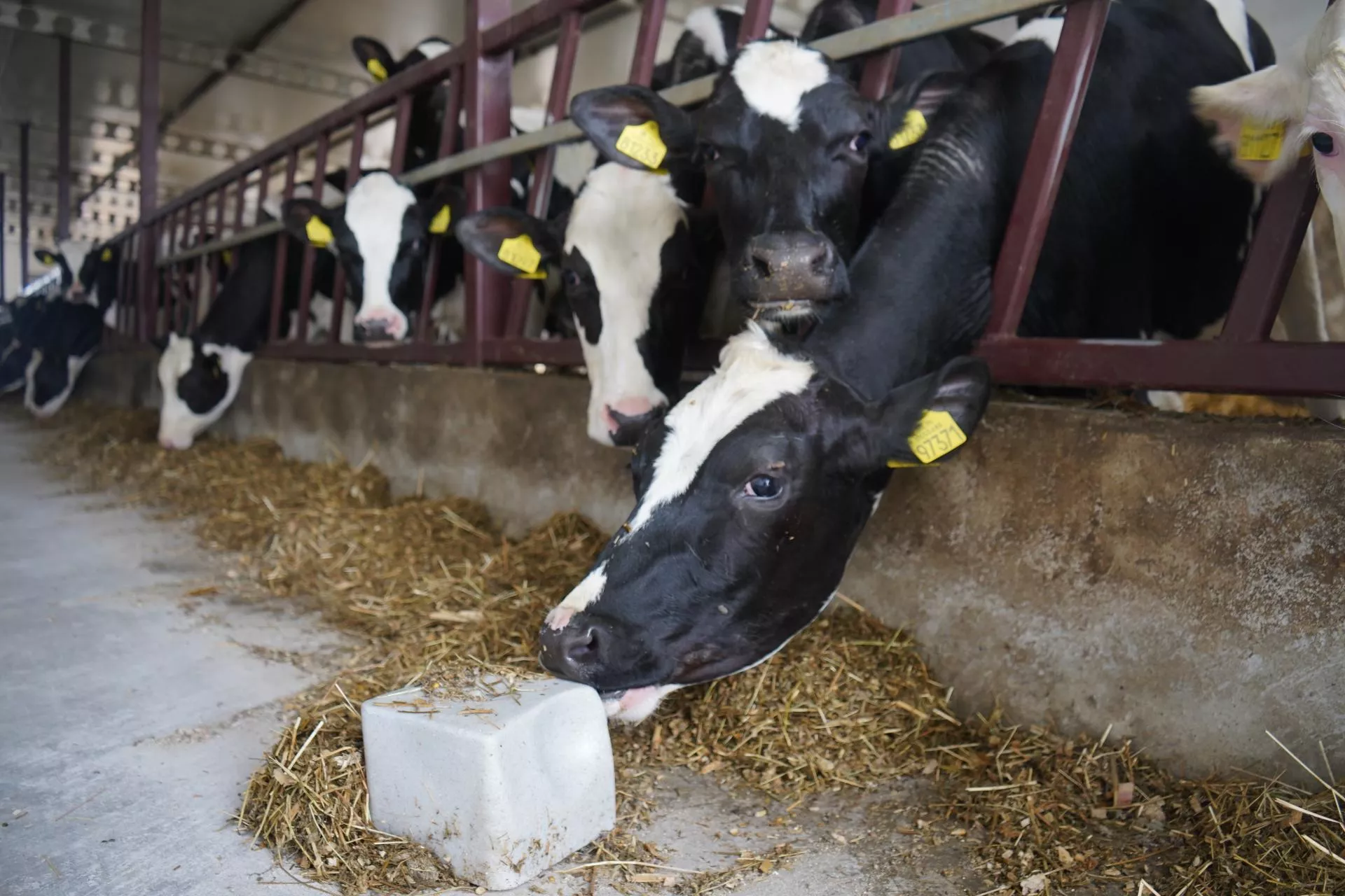 Krowy tracą mleko przez upały. To rozwiązanie może pomóc