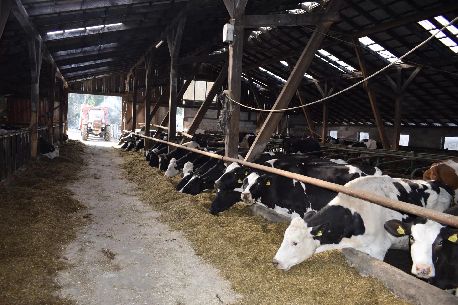 Mleko drożeje, ale zyski znikają. Koszty uderzają w rolników z pełną siłą