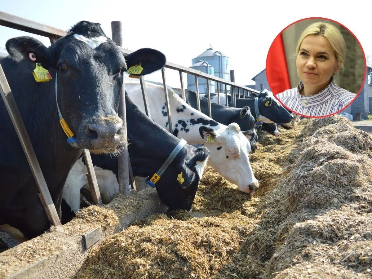 Ceny mleka: różnice sięgają choćby 2 zł/l. Rolnicy chcą wyjaśnień