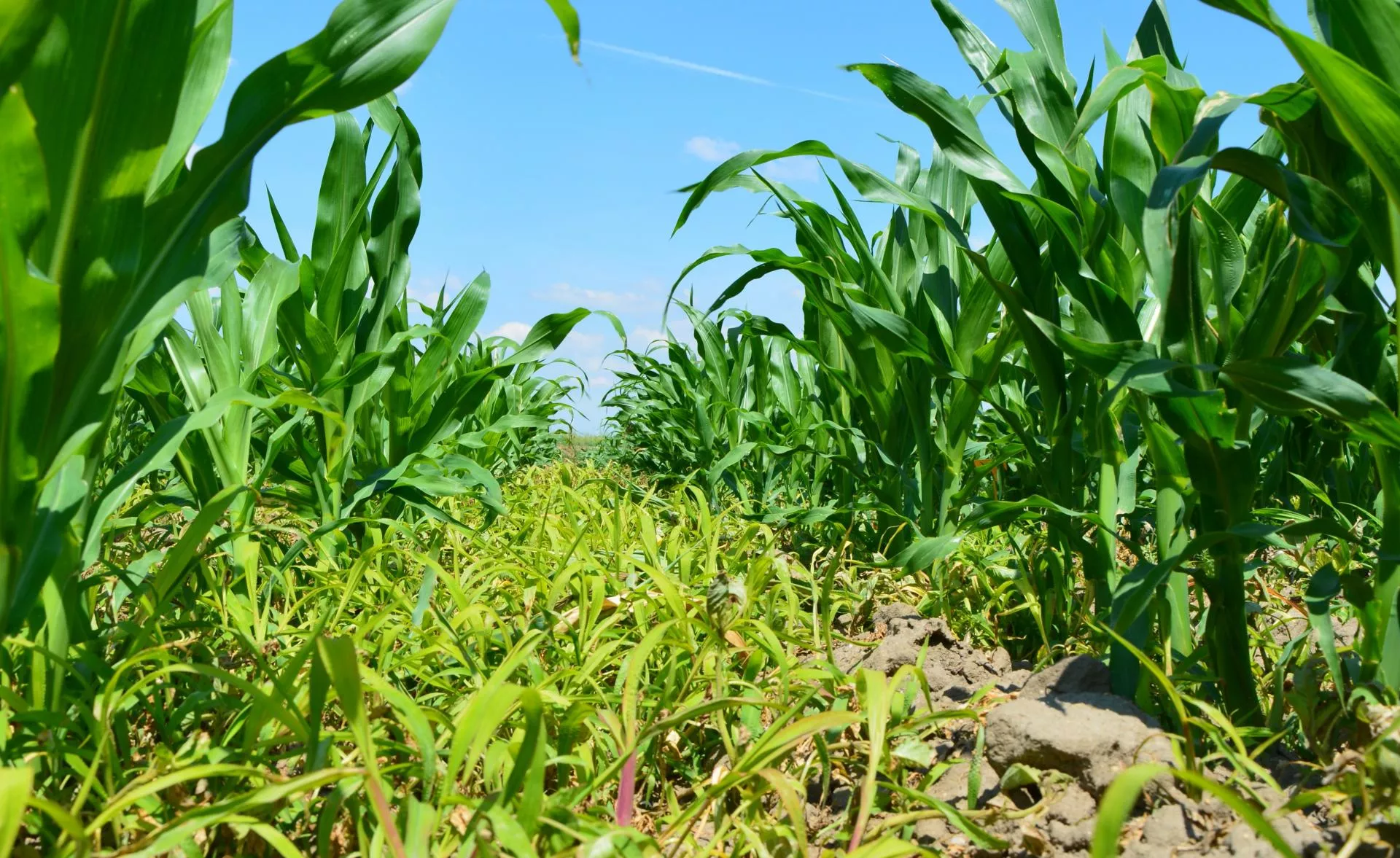 Jak skutecznie odchwaszczać kukurydzę? Doglebowo czy nalistnie?