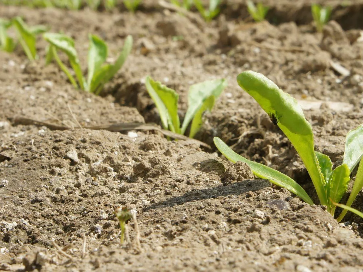 Odchwaszczanie buraka po zmianach. Rolnicy muszą zmienić strategię