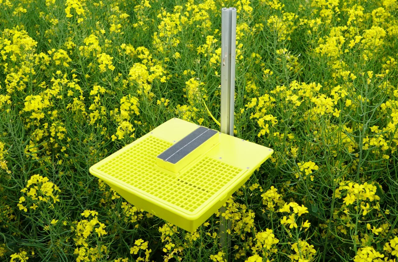 Słodyszek w rzepaku. Kiedy pryskać, żeby nie stracić plonu?