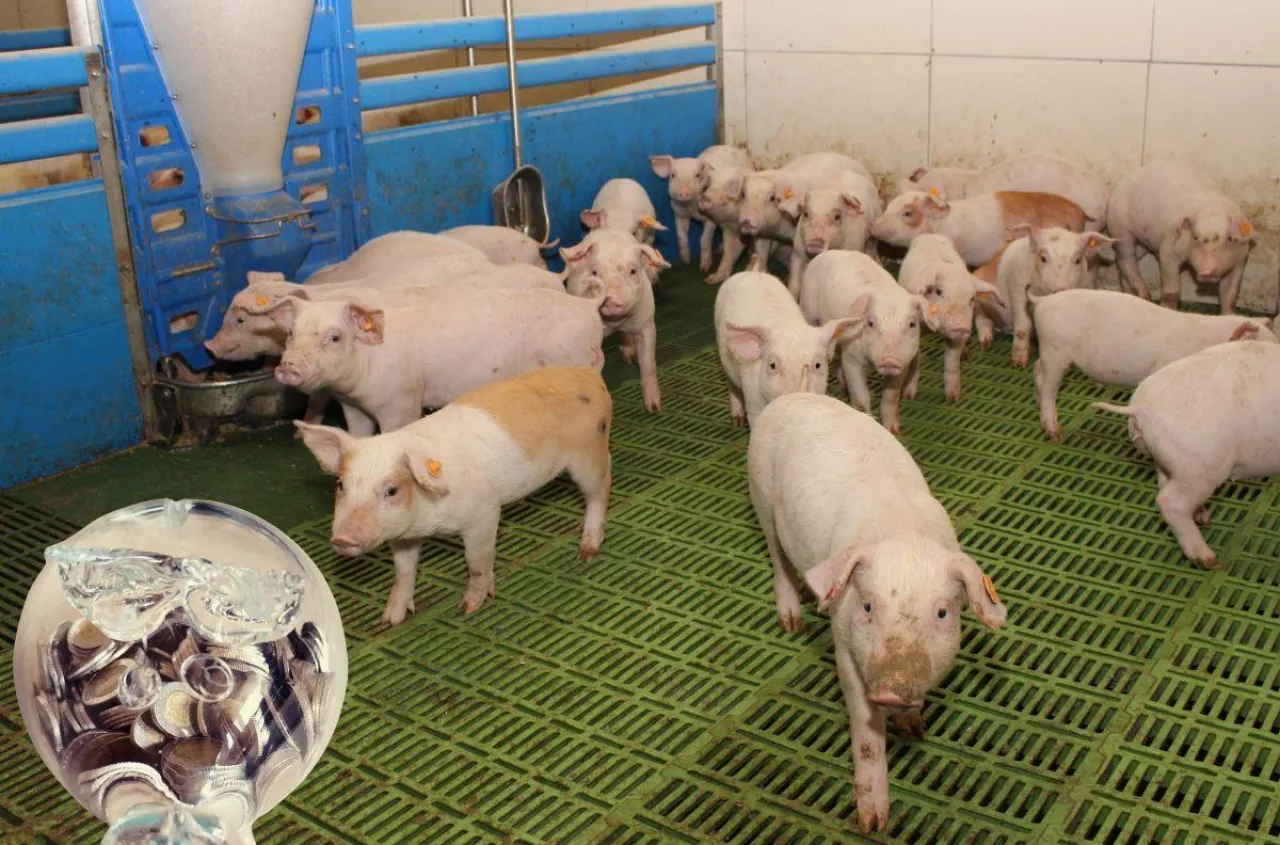 Jakie są ceny prosiąt pod koniec marca 2026?