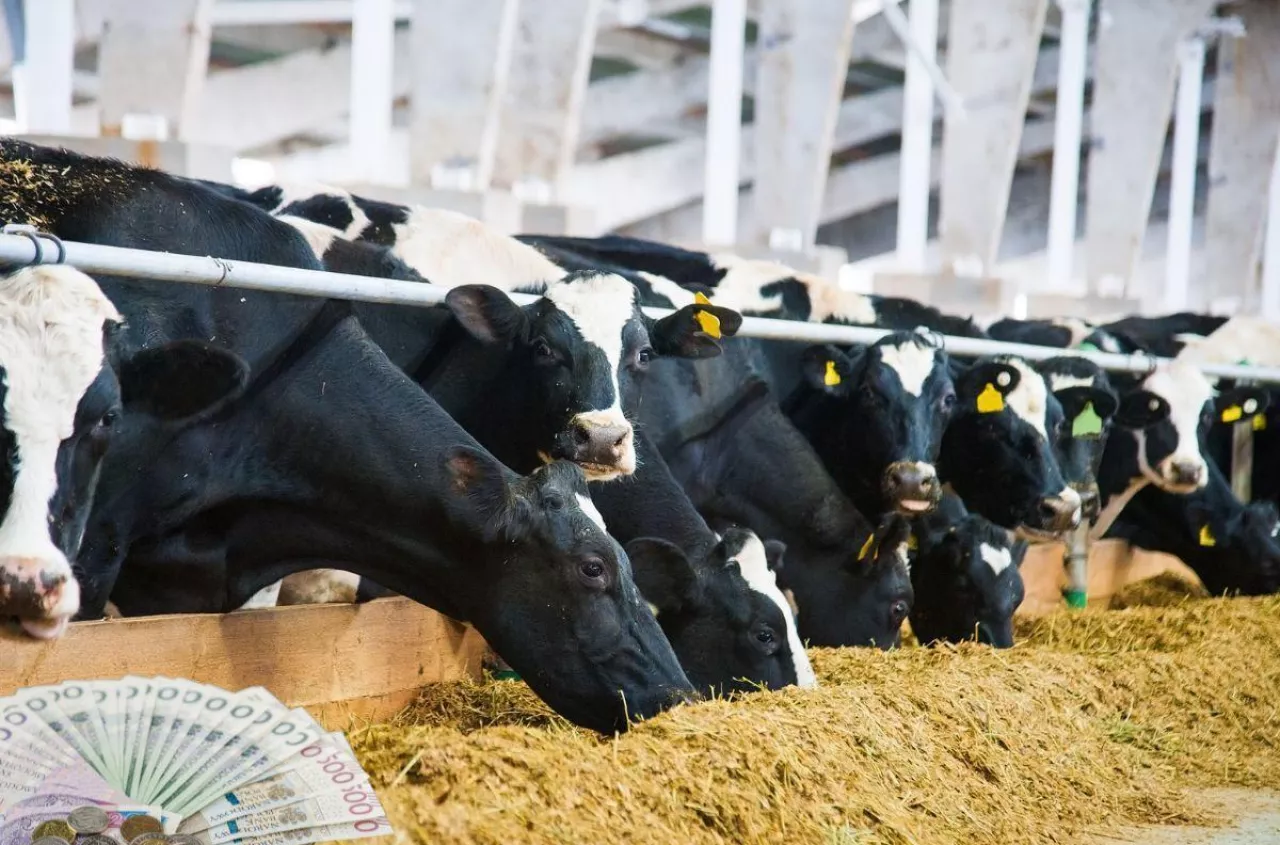 15 tys. zł za prąd! Rolnicy nie wierzą własnym rachunkom