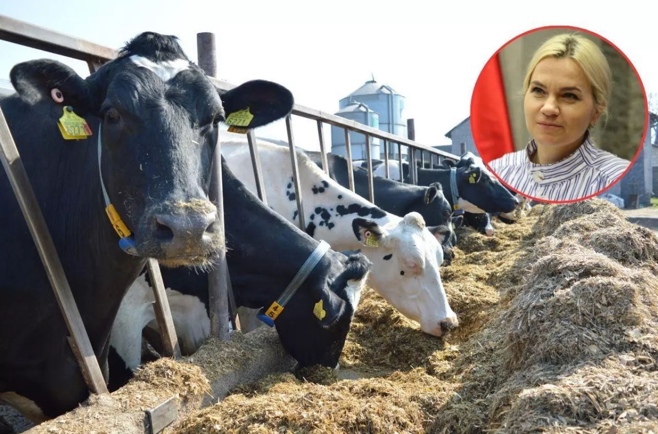 Ceny mleka: różnice sięgają choćby 2 zł/l. Rolnicy chcą wyjaśnień